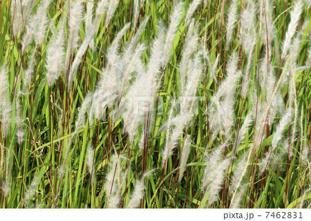 チガヤ チガヤ 7462831