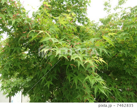 モミジの若葉 モミジの若葉 7462835
