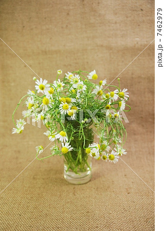 アンチエイジングハーブ・グラスにカモミールの花たくさん・麻布バック縦位置水平 アンチエイジングハーブ・グラスにカモミールの花たくさん・麻布バック縦位置水平 7462979