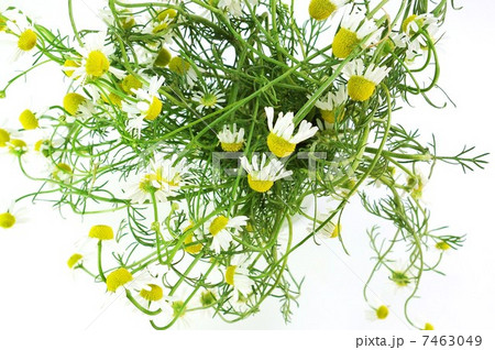 アンチエイジングハーブ・カモミールの花たくさん・白バック横位置俯瞰アップ アンチエイジングハーブ・カモミールの花たくさん・白バック横位置俯瞰アップ 7463049