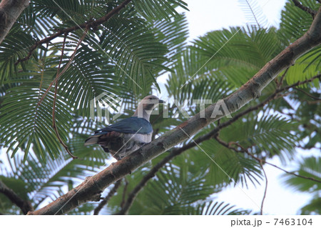 ミカドバト 7463104