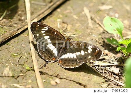 イチモンジチョウ 7463106
