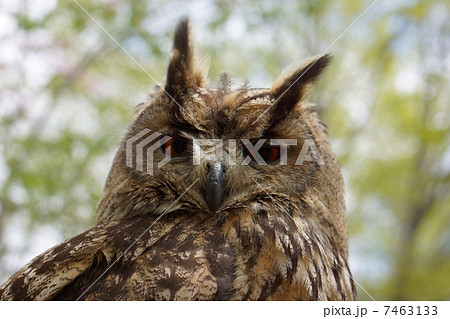 フクロウ 7463133