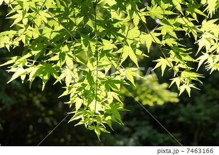 青もみじ 7463166