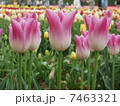 ピンクのチューリップ 7463321