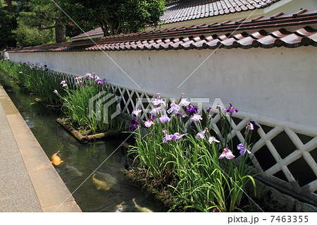 山陰の小京都 津和野町 山陰の小京都 津和野町 7463355