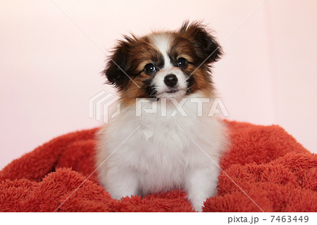パピヨンの子犬 パピヨンの子犬 7463449