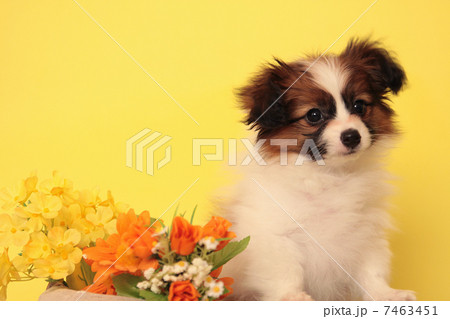 花とパピヨンの子犬 7463451