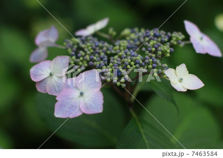 額縁紫陽花 7463584