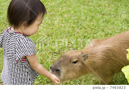 カピバラ カピバラ 7463823