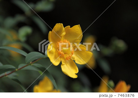 キンシバイ 7463876