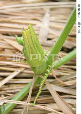 ぼっちゃんカボチャの花 7464046