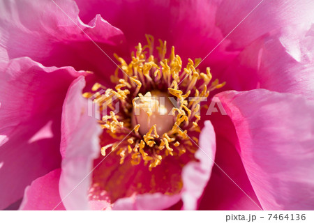 牡丹の花 7464136