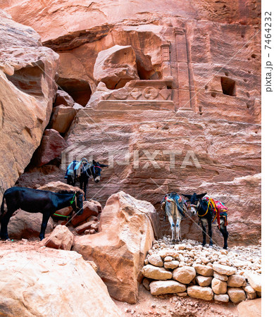 Donkeys at Petra Donkeys at Petra 7464232