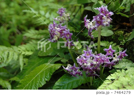 鎌倉自生のイワタバコの群生 7464279