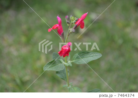 チェリーセージ 7464374