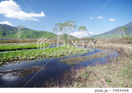 初夏の尾瀬 7464408