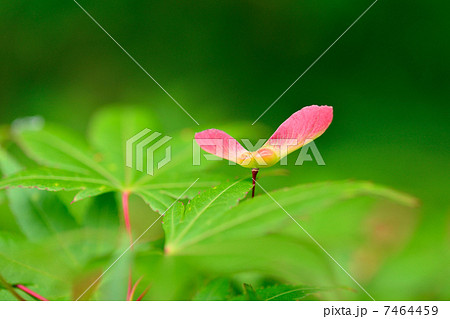 もみじの種 もみじの種 7464459