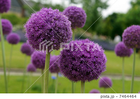 紫の丸い花の写真素材