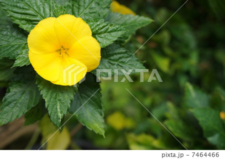 黄色い花 黄色い花 7464466