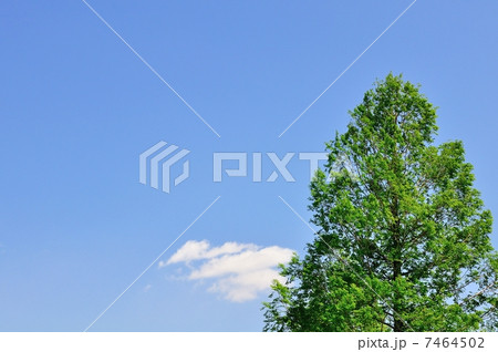 新緑のメタセコイアと五月晴れ 7464502