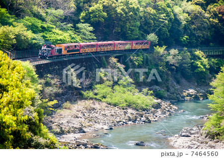 新緑の保津峡を行く嵯峨野観光鉄道トロッコ列車 4月 7464560