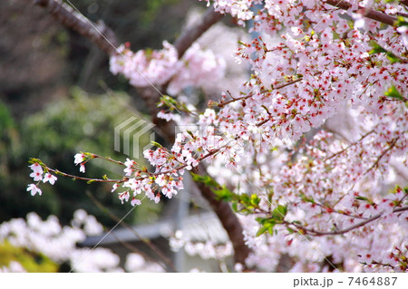 桜 桜 7464887