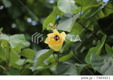 オオハマボウ オオハマボウ 7464921