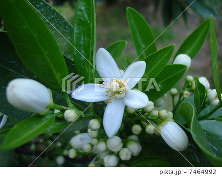 イヨカンの花 7464992