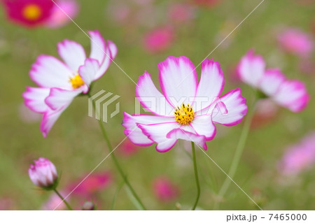 コスモス 「ピコティ」 コスモス 「ピコティ」 7465000
