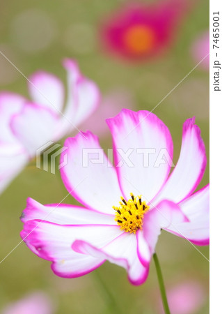 コスモス 「ピコティ」 コスモス 「ピコティ」 7465001