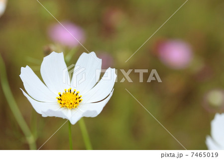 コスモス 「センセーション」 7465019