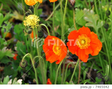 ポピー 7465042
