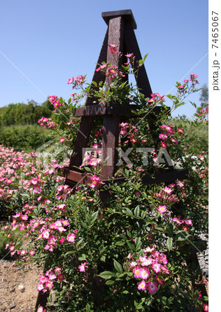 モーツアルト 7465067