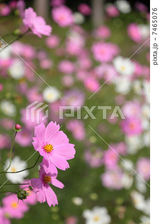コスモス畑 7465076