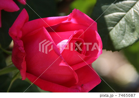 マリア・カラス マリア・カラス 7465087