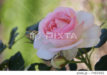 ピエール・ドゥ・ロンサール ピエール・ドゥ・ロンサール 7465092