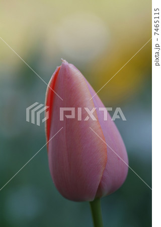 チューリップ チューリップ 7465115