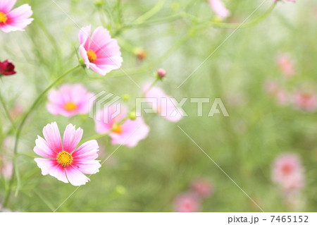 コスモス 「デイドリーム」 7465152