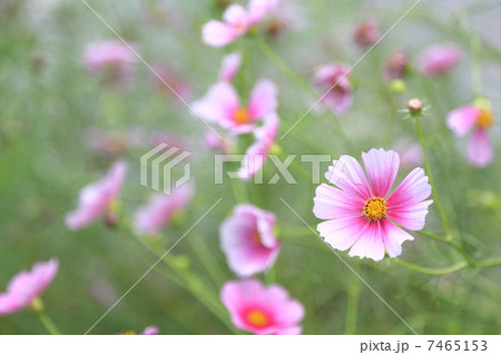 コスモス 「デイドリーム」 コスモス 「デイドリーム」 7465153