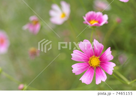 コスモス 「デイドリーム」 7465155