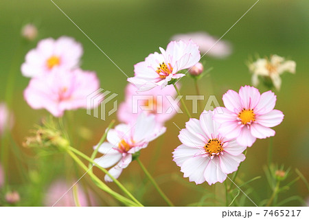 コスモス 「レッドイリュージョン」 7465217