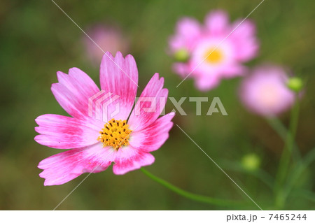 コスモス 「ハッピーリング」 7465244