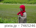 地蔵と水田 7465246