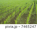 田植えの後の水田 7465247