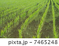 田植えの後の水田 7465248