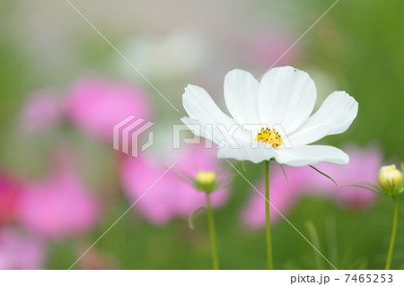 コスモス 「センセーション」 7465253