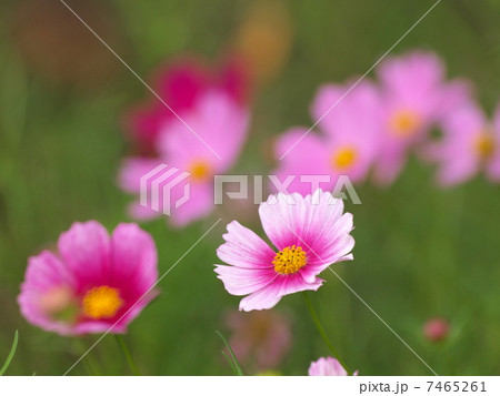 コスモス 「デイドリーム」 コスモス 「デイドリーム」 7465261