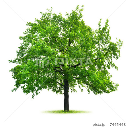 Big green oak Big green oak 7465448