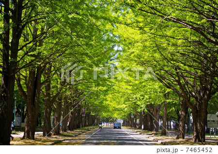 北海道大学 イチョウ並木 北海道大学 イチョウ並木 7465452
